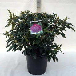 Rhododendron (Rhododendron 'Marcel Menard') -Goedkope DirectPlant winkel r. marcel menard c30