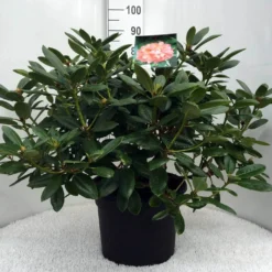 Rhododendron (Rhododendron 'Virginia Richards') -Goedkope DirectPlant winkel r. virg. richards c20