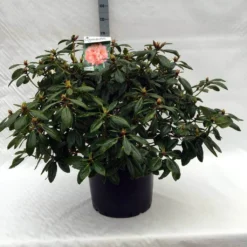 Rhododendron (Rhododendron 'Virginia Richards') -Goedkope DirectPlant winkel r. virginia richards c40