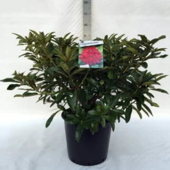 Rhododendron (Rhododendron 'Wilgen's Ruby') -Goedkope DirectPlant winkel r. wilgen s ruby c30
