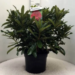 Rhododendron (Rhododendron 'Wilgen's Ruby') -Goedkope DirectPlant winkel r. wilgens ruby c20