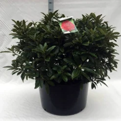 Rhododendron (Rhododendron 'Wilgen's Ruby') -Goedkope DirectPlant winkel r. wilgens ruby c80