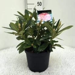 Rhododendron (Rhododendron 'Percy Wiseman') -Goedkope DirectPlant winkel r. y percy wiseman c5