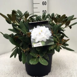 Dwergrhododendron (Rhododendron 'Porzellan') -Goedkope DirectPlant winkel r. y porzelan c10