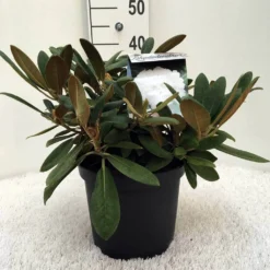 Dwergrhododendron (Rhododendron 'Porzellan') -Goedkope DirectPlant winkel r. y porzelan c5