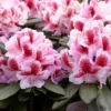 Rhododendron (Rhododendron 'Belami')