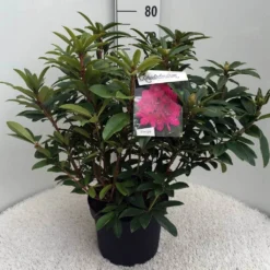 Rhododendron (Rhododendron 'Anah Kruschke') -Goedkope DirectPlant winkel rh. anah kruschke c10 50 cm