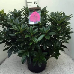Rhododendron (Rhododendron 'Anah Kruschke') -Goedkope DirectPlant winkel rh. anah kruschke c20