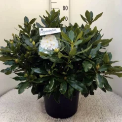 Rhododendron (Rhododendron 'Cunningham White') -Goedkope DirectPlant winkel rh. cunn white c20