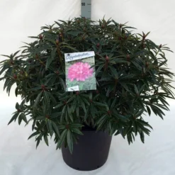 Rhododendron (Rhododendron 'Graziella') -Goedkope DirectPlant winkel rh. graziella c30