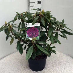 Rhododendron (Rhododendron 'Marcel Menard') -Goedkope DirectPlant winkel rh. marcel menard c10 50 cm