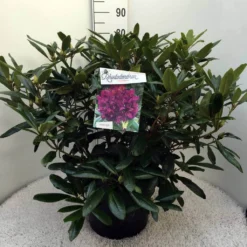 Rhododendron (Rhododendron 'Marcel Menard') -Goedkope DirectPlant winkel rh. marcel menard c20