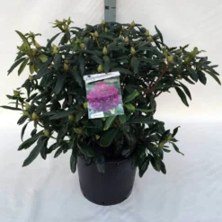 Rhododendron (Rhododendron 'Marcel Menard') -Goedkope DirectPlant winkel rh. marcel menard c30