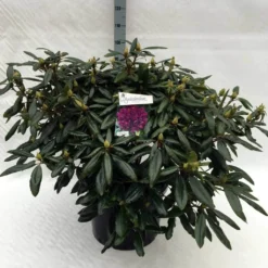 Rhododendron (Rhododendron 'Marcel Menard') -Goedkope DirectPlant winkel rh. marcel menard c40