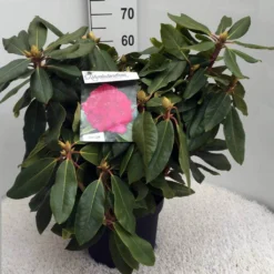 Rhododendron (Rhododendron 'American Beauty') -Goedkope DirectPlant winkel rh. p. a. beauty c10 50 cm