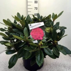 Rhododendron (Rhododendron 'American Beauty') -Goedkope DirectPlant winkel rh. p.a. beauty c20