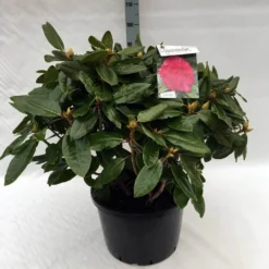Rhododendron (Rhododendron 'American Beauty') -Goedkope DirectPlant winkel rh. pierce amercian beauty c40