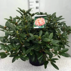 Rhododendron (Rhododendron 'Virginia Richards') -Goedkope DirectPlant winkel rh. virg. richards c20
