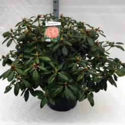 Rhododendron (Rhododendron 'Virginia Richards') -Goedkope DirectPlant winkel rh. virginia richards c40