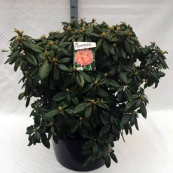Rhododendron (Rhododendron 'Virginia Richards') -Goedkope DirectPlant winkel rh. virginia richards c80