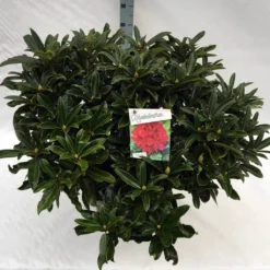 Rhododendron (Rhododendron 'Wilgen's Ruby') -Goedkope DirectPlant winkel rh. wilgen ruby c40