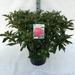 Rhododendron (Rhododendron 'Wilgen's Ruby') -Goedkope DirectPlant winkel rh. wilgen s ruby c30