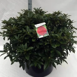 Rhododendron (Rhododendron 'Wilgen's Ruby') -Goedkope DirectPlant winkel rh. wilgens ruby c80