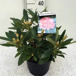 Rhododendron (Rhododendron 'Percy Wiseman') -Goedkope DirectPlant winkel rh. y percy wiseman c5