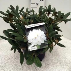 Dwergrhododendron (Rhododendron 'Porzellan') -Goedkope DirectPlant winkel rh. y porzelan c10