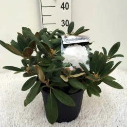 Dwergrhododendron (Rhododendron 'Porzellan') -Goedkope DirectPlant winkel rh. y porzelan c5
