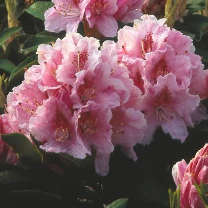 Rhododendron (Rhododendron 'Albert Schweitzer') 1 Rhododendron (Rhododendron 'Albert Schweitzer')