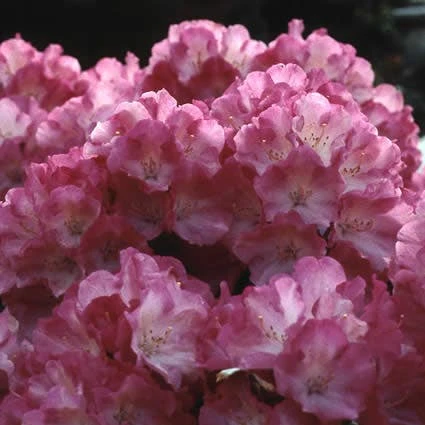 Dwergrhododendron (Rhododendron 'Fantastica') 1 Dwergrhododendron (Rhododendron 'Fantastica')