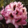 Rhododendron (Rhododendron 'Kokardia')