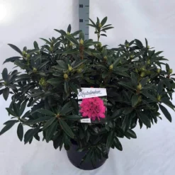 Rhododendron (Rhododendron 'Anah Kruschke') -Goedkope DirectPlant winkel rho. anah kruschke c30