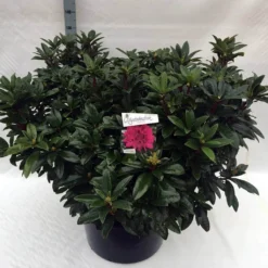 Rhododendron (Rhododendron 'Anah Kruschke') -Goedkope DirectPlant winkel rho. anah kruschke c80