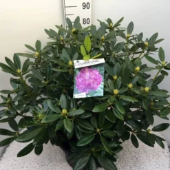 Rhododendron (Rhododendron Catawbiense 'Grandiflorum') -Goedkope DirectPlant winkel rho. cat grandiflorum c20