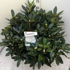 Rhododendron (Rhododendron 'Cunningham White') -Goedkope DirectPlant winkel rho. cunn white c20