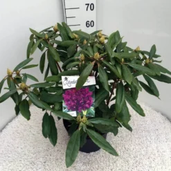 Rhododendron (Rhododendron 'Marcel Menard') -Goedkope DirectPlant winkel rho. marcel menard c10 50 cm