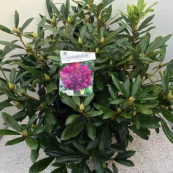 Rhododendron (Rhododendron 'Marcel Menard') -Goedkope DirectPlant winkel rho. marcel menard c20