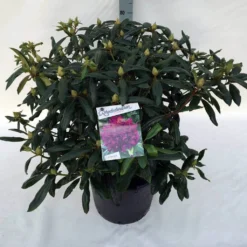 Rhododendron (Rhododendron 'Marcel Menard') -Goedkope DirectPlant winkel rho. marcel menard c30