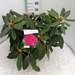 Rhododendron (Rhododendron 'American Beauty') -Goedkope DirectPlant winkel rho. p. a. beauty c10 50 cm