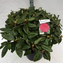 Rhododendron (Rhododendron 'American Beauty') -Goedkope DirectPlant winkel rho. pierce amercian beauty c40