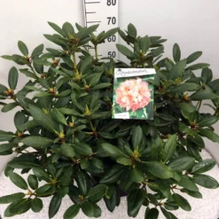 Rhododendron (Rhododendron 'Virginia Richards') -Goedkope DirectPlant winkel rho. virg. richards c20