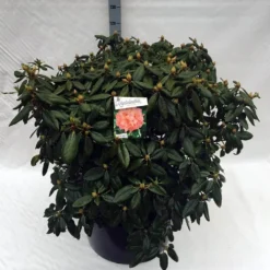 Rhododendron (Rhododendron 'Virginia Richards') -Goedkope DirectPlant winkel rho. virginia richards c80
