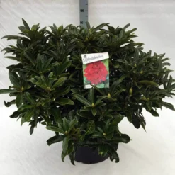 Rhododendron (Rhododendron 'Wilgen's Ruby') -Goedkope DirectPlant winkel rho. wilgen ruby c40