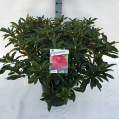 Rhododendron (Rhododendron 'Wilgen's Ruby') -Goedkope DirectPlant winkel rho. wilgen s ruby c30