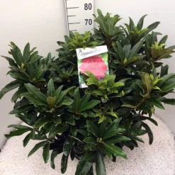 Rhododendron (Rhododendron 'Wilgen's Ruby') -Goedkope DirectPlant winkel rho. wilgens ruby c20