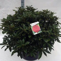 Rhododendron (Rhododendron 'Wilgen's Ruby') -Goedkope DirectPlant winkel rho. wilgens ruby c80