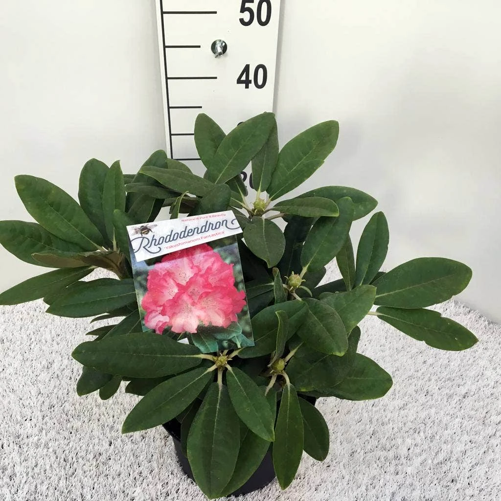 Dwergrhododendron (Rhododendron 'Fantastica') 2 Dwergrhododendron (Rhododendron 'Fantastica') - Afbeelding 2