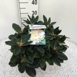 Dwergrhododendron (Rhododendron 'Golden Torch') -Goedkope DirectPlant winkel rho. y golden torch c5